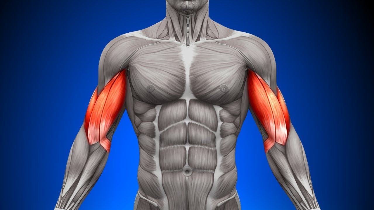 Externus abdominis musculus